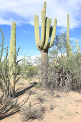 Wall Mural - Saguaro National Park in Arizona, USA