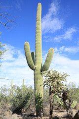 Wall Mural - Saguaro National Park in Arizona, USA