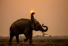 Mahout Riding Elephant Against Sunrise Background.