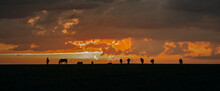 A Herd Of Wild Horses Grazing In A Meadow, In The Light Of The Red Sunset, Only The Silhouettes Of Horses On The Horizon Are Visible