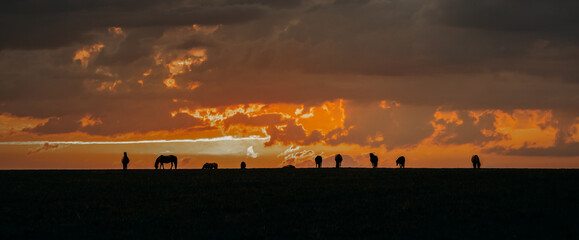 A herd of wild horses grazing in a meadow, in the light of the red sunset, only the silhouettes of horses on the horizon are visible