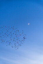 Starling Flock With Crescent Moon
