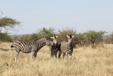 Fototapeta Konie - Steppenzebra / Burchell's zebra / Equus burchellii