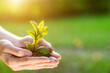 Human hands holding green plant over nature background. Saving world natural environment and sustainable ecosystem with tree planting on volunteer's hand. Environment. Ecology concept, copy space.
