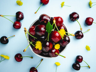 Wall Mural - ripe cherries on bowl on blue background. top view. fresh red cherries with sprig and yellow flower.