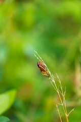 Brood-X Cicada on a piece of grass in the morning sun