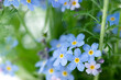 Close up of beautiful the little blue forget-me-not flowers