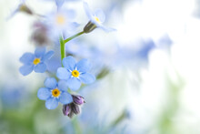 Close Up Of Tiny Blue Forget-me-not Flowers (Myosotis Sylvatica)  On Blurred Background