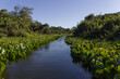 Pantanal, Brazil.