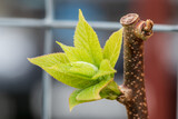 Fototapeta  - Sprouts Leaves Of Actinidia (Actinidia Kolomikta) Close Up..