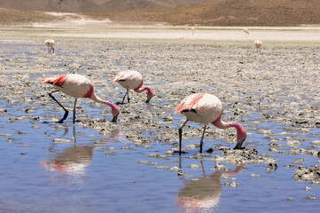 Sticker - Group of flamingos on the muddy coast ofLaguna Verde lake in the background of hills in Bolivia