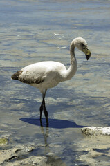 Sticker - Vertical shot of a white flamingo standing in the Laguna Colorada lake in Bolivia