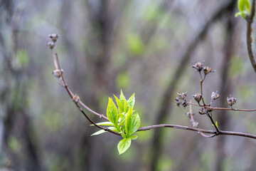 Canvas Print - Spring green leaves on a branch with a blurred background.