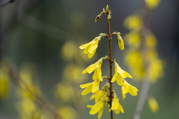 Wall Mural - flowers on the tree yellow acacia