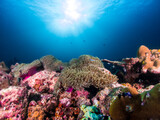 Fototapeta Do akwarium - coral reef in sea