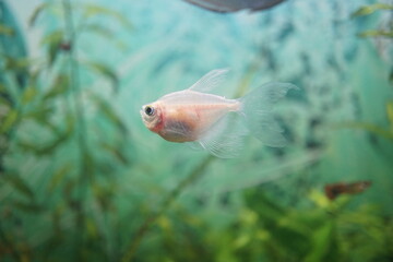 White transparent fish in aquarium