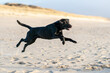 © Xephraros - black labrador running on the beach jumping during sunset