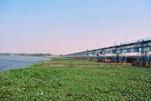 Durgapur Barrage With Green Water Plants Floating Over River