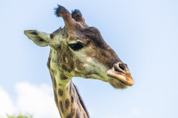 Close up of giraffe head