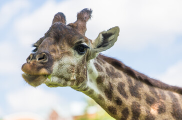 Close up of giraffe head