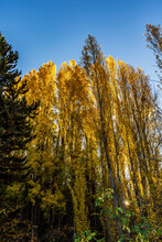 Vertical Shot Of Yellow Poplars In Autumn On The Background Of The Clear Sky
