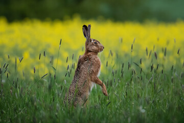 Wall Mural - Brown hare sits attentively in a meadow in front of a rapeseed field