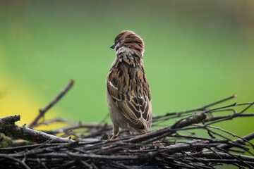 Wall Mural - Tree sparrow straightens up and looks around