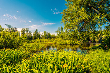 Wall Mural - Overgrown river in the forest, the view from the shore