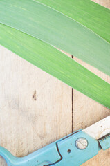 Poster - Top view of scissors with green leaves on a wooden surface