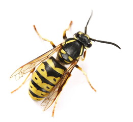 common wasp, vespula vulgaris isolated on white background, top view