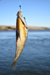 Hooked Bluegill