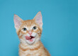 Portrait of an orange tabby kitten looking at viewer, tongue out licking side of his mouth. Turquoise blue background with copy space.