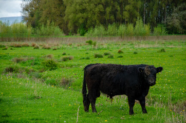 Wall Mural - Adorable browngalloway standing in a green field in the background of dense trees