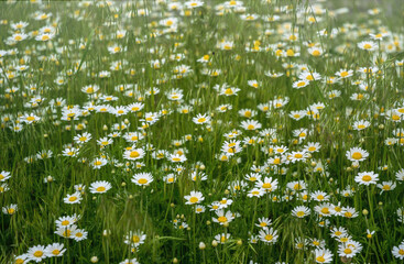 Canvas Print - Wild daisies in a sunny rustic meadow