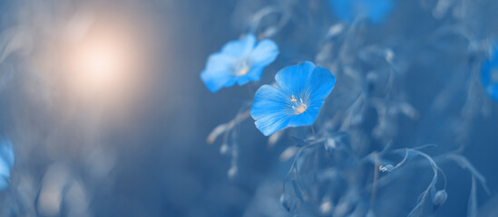 Wall Mural - blue flax flowers on a blue toned background in sunlight. beautiful floral art banner. selective sof