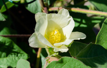 Flowering Cotton Blossom On The Growing Plant, From White To Pink Stage
