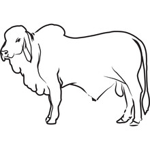 Hand Sketched, Hand Drawn Brahman Cow Vector