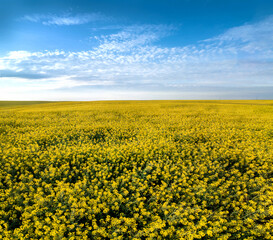 Fotomurales - beautiful yellow rapeseed field and sky with clouds