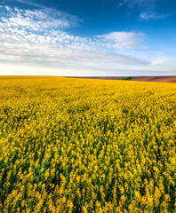 Fotomurales - rapeseed field and blue sky with clouds