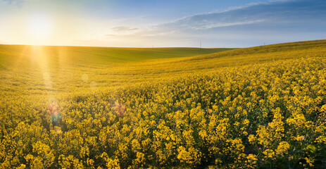 Fotomurales - hills of rapeseed field, evening dsrect sun in the lens