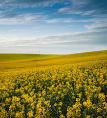 Fotomurales - yellow flowering hills of rapeseed fields, sky with clouds