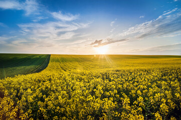 Fotomurales - rapeseed field with setting sun in the evening and dramatic clouds.
