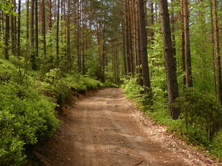 Fototapeta pejzaż drzewa droga las park