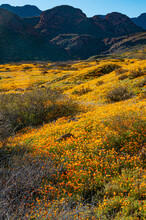 A Heavy Carpet Of Yellow Mexican Poppies In A Good Year In The Franklin Mountains Of El Paso, Texas. 