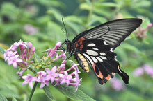 Female Form Of Common Mormon Butterfly (Papilio Polytes) Feeding On Nectar From Pink Blossoms Of Latana Flower. This Colorful Butterfly Is Widely Distributed Across Asia.