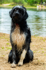 Poster - Cute white and black dog sitting near the bank of the water in the park on a sunny day