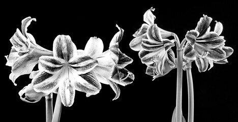 Wall Mural - amaryllis on a black background - close up