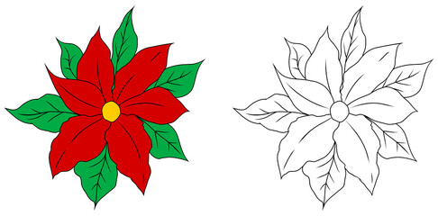 Wall Mural - Christmas poinsettia flower. Coloring book page for children. Colored and outline vector illustration isolated on white background. Christmas star.