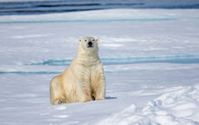 Looking Very Soft And Gentle， The Arctic Polar Bear Is The Most Dangerous Bear