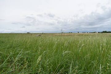 Wall Mural - Field